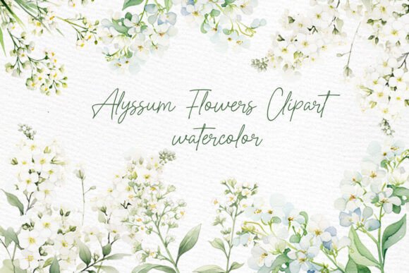 White Flowers Clipart Watercolor Alyssum: A Designer's Asset